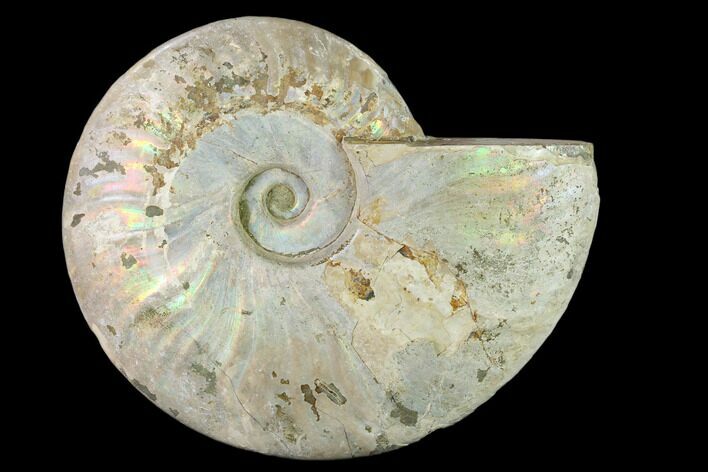 Silver Iridescent Ammonite (Cleoniceras) Fossil - Madagascar #137401